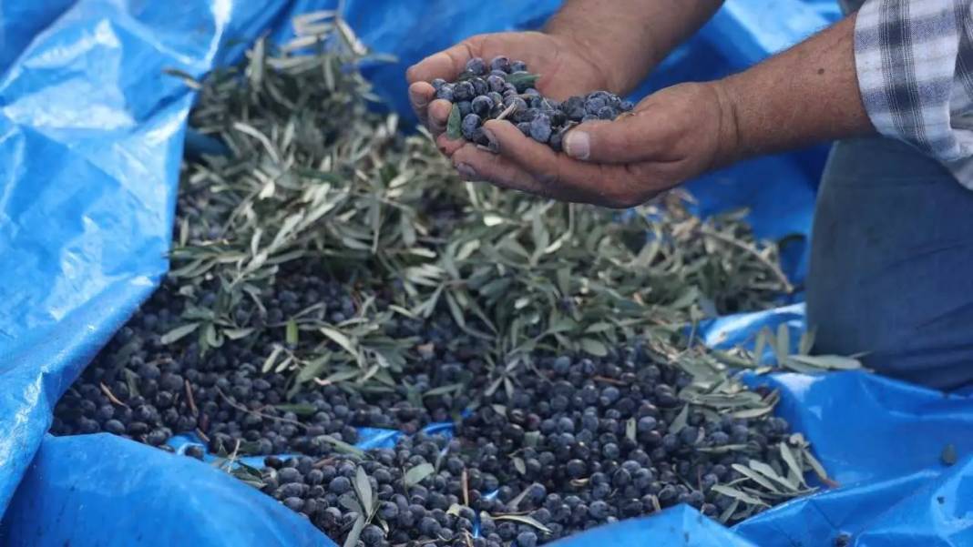 Hatay’da Kuraklık Zeytinyağı Piyasasını Altüst Etti! 7